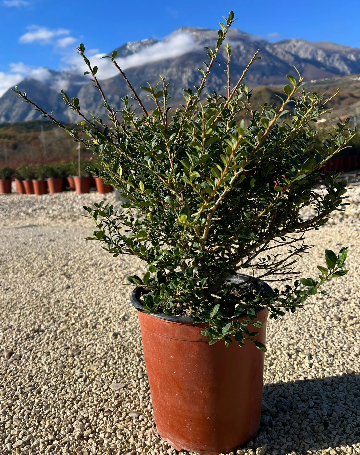 ILEX-CRENATA1-1.webp