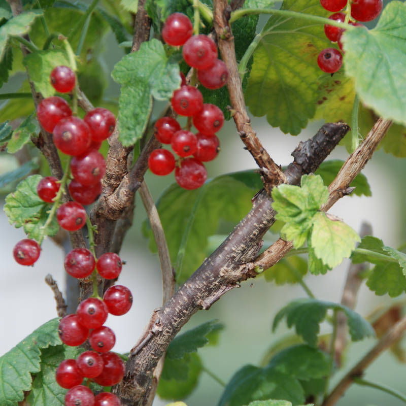 RIBES-RUBRUM.jpg