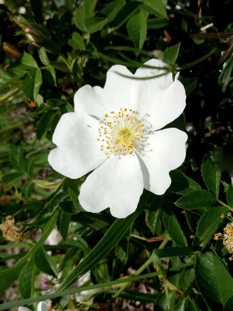 ROSA-ALBA.webp