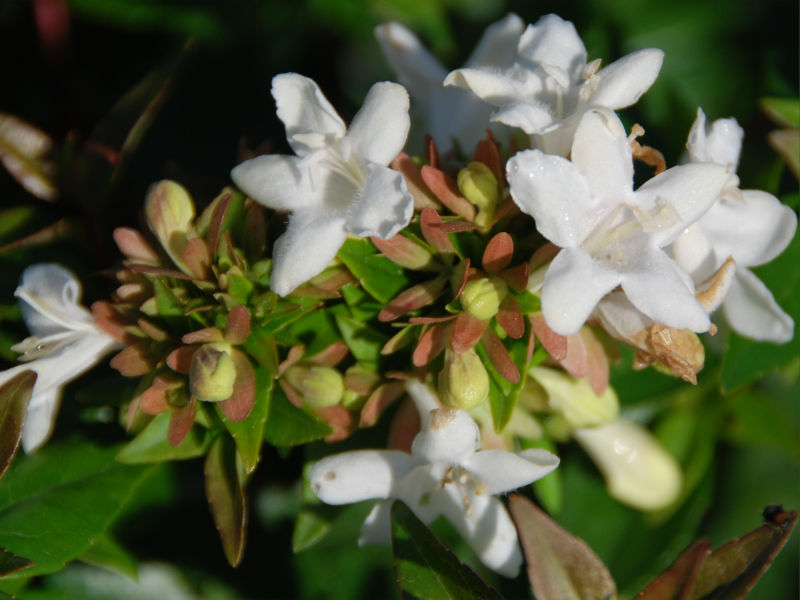 abelia-compactta-fiore.jpg