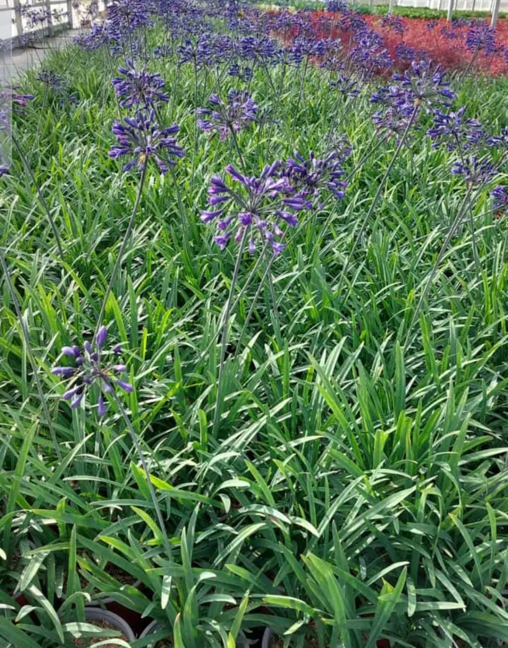 agapanthus.webp