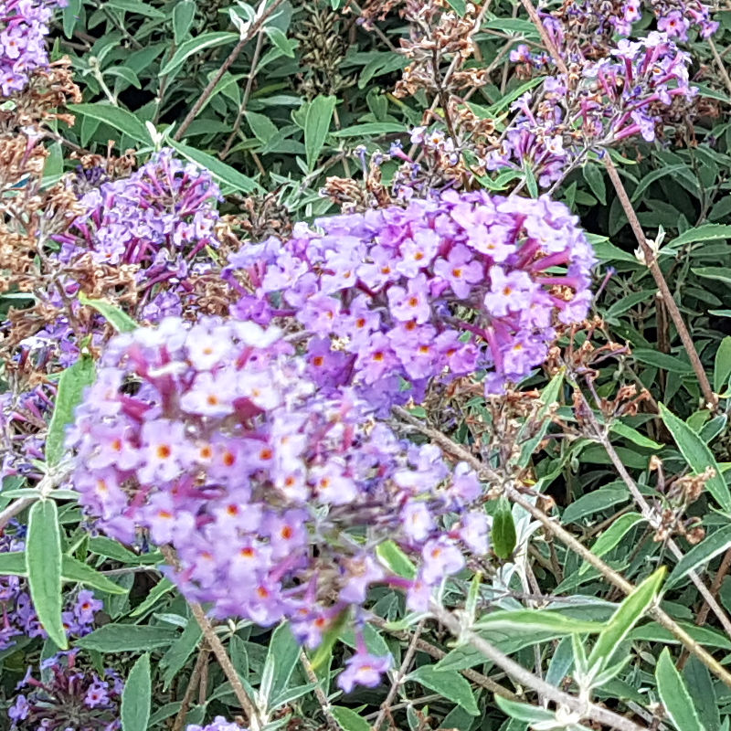 buddleja-blue.jpg