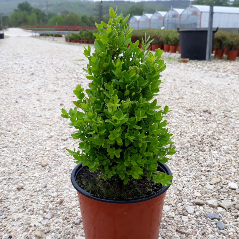 buxus-nano.jpg