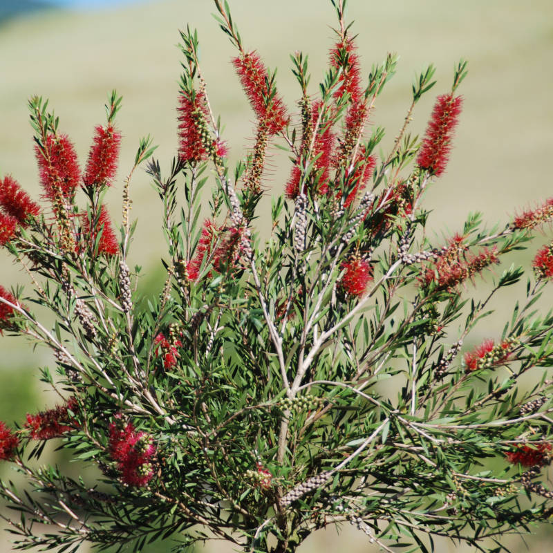 callistemon.jpg