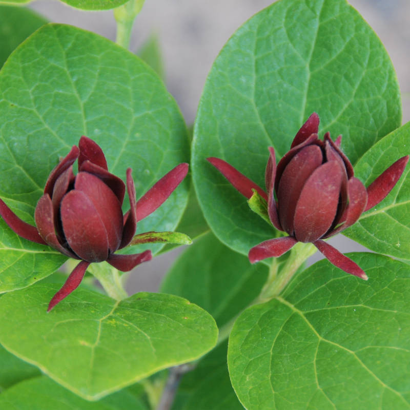 calycanthus-floridus.jpg