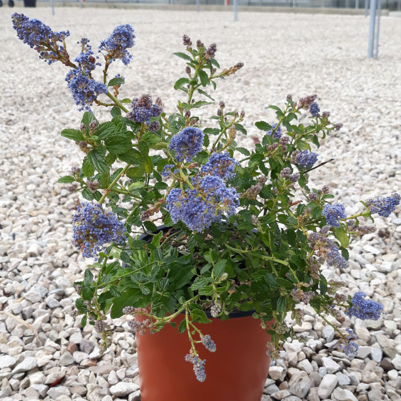 ceanothus.jpg