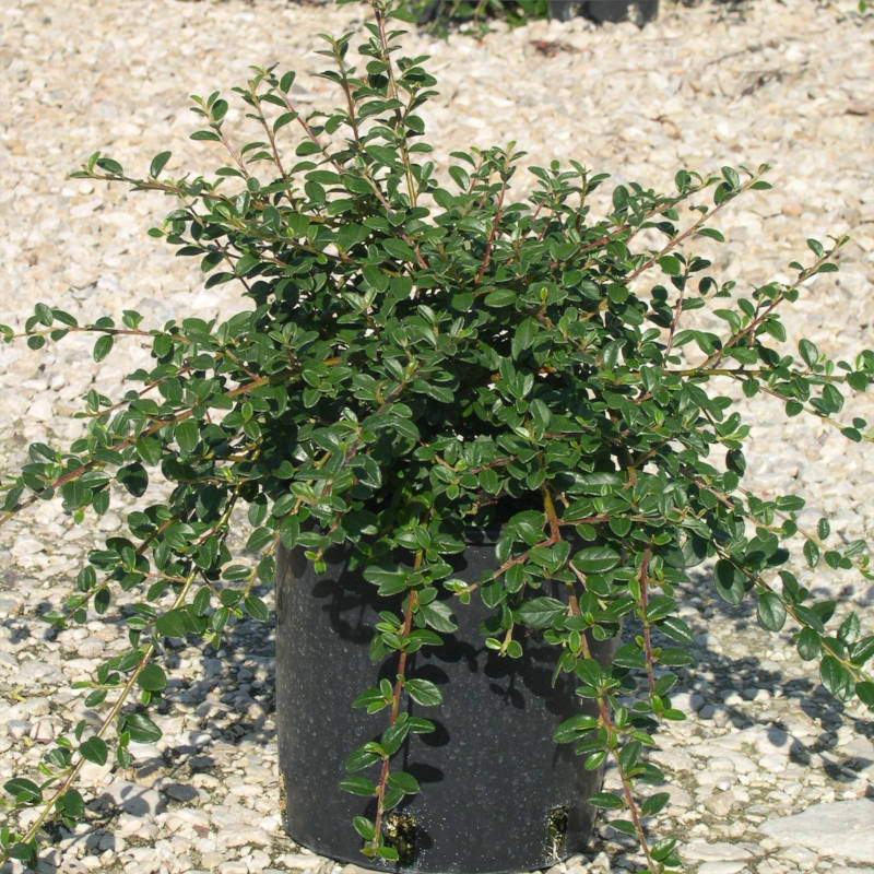 cotoneaster-dammeri.jpg