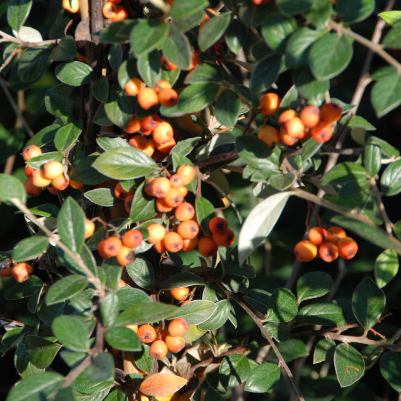 cotoneaster-franchetti.jpg