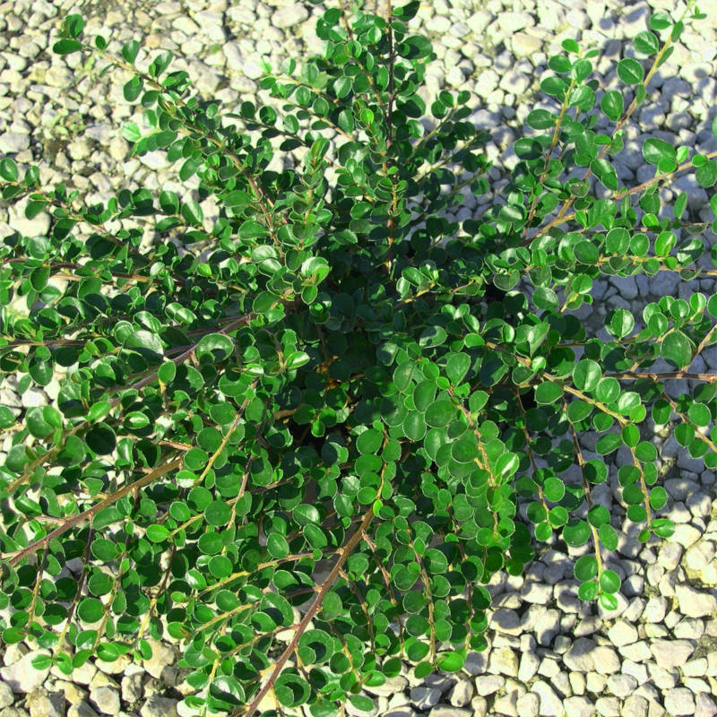 cotoneaster-horizontalis.jpg