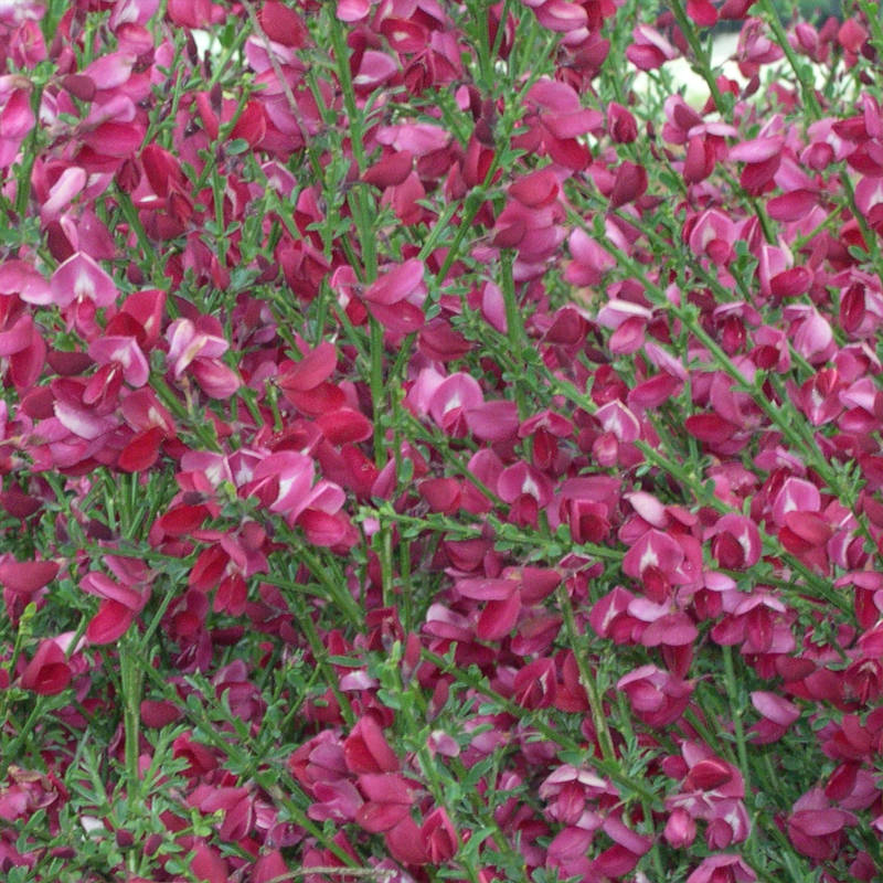 cytisus-boskop-ruby.jpg