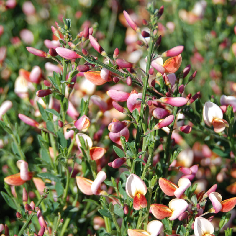 cytisus-burkwoodi.jpg