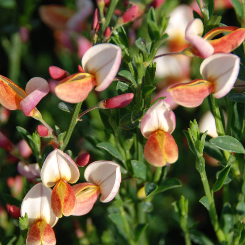 cytisus-zeelandia.jpg