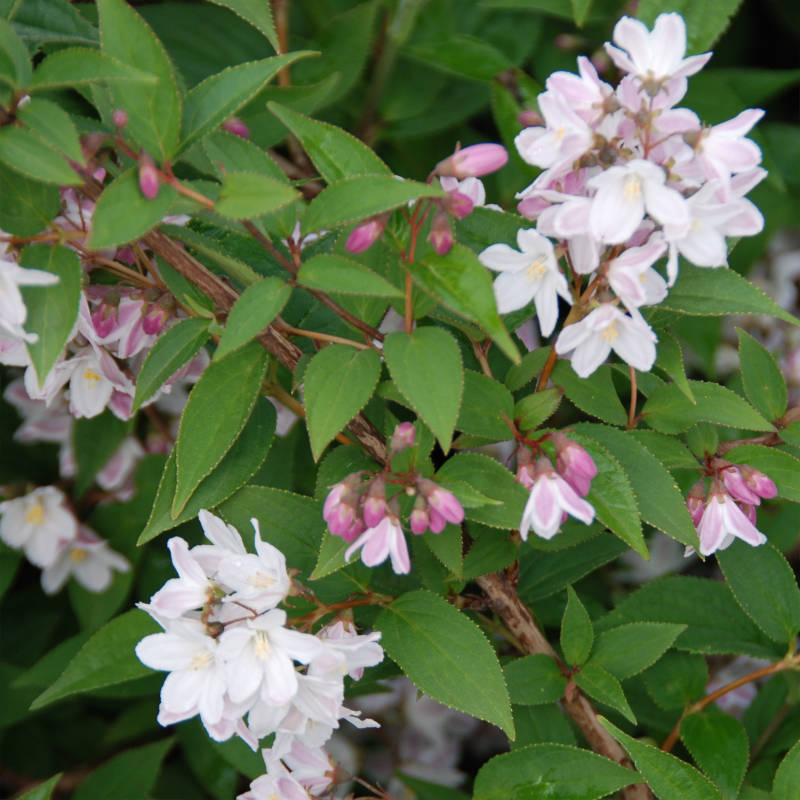 deutzia-mont-rose.jpg