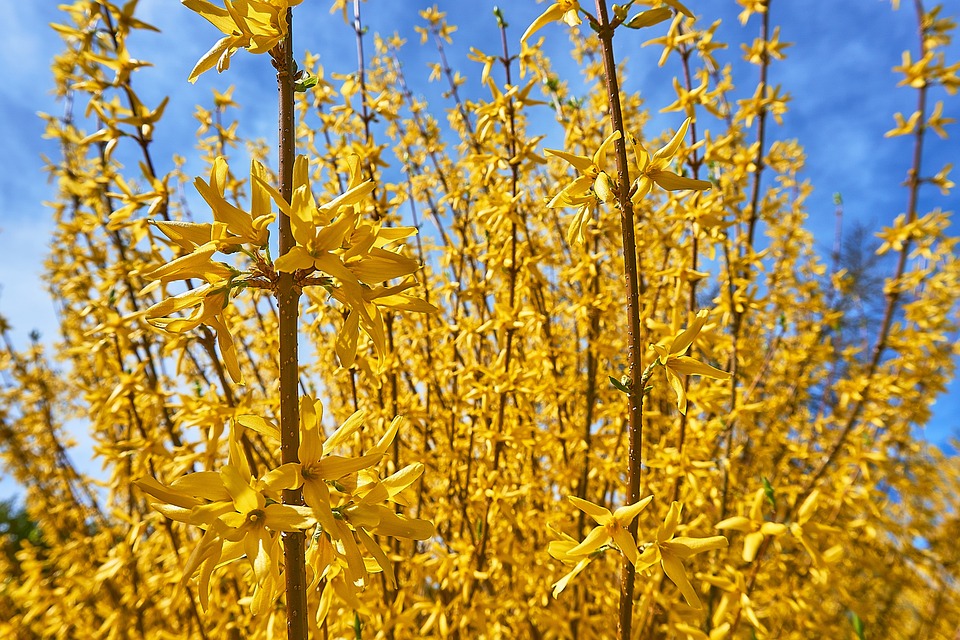 forsythia-3319024_960_720.jpg