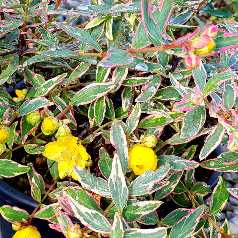 hypericum-tricolor.jpg