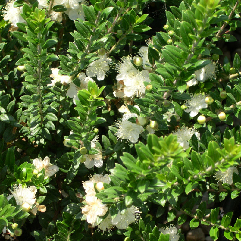 myrtus-tarentina.jpg