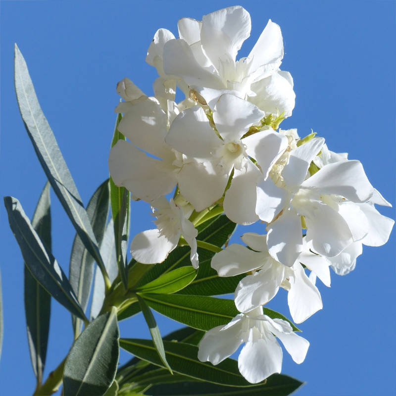 nerium-oleander-bianco.jpg