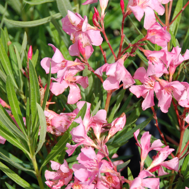 nerium-oleander.jpg