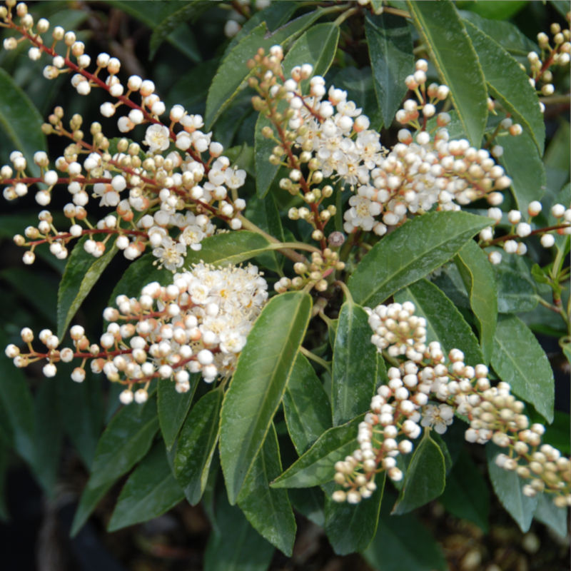 prunus-lusitanica-fiore.jpg