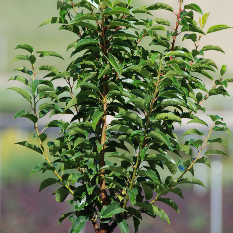 prunus-lusitanicca.jpg