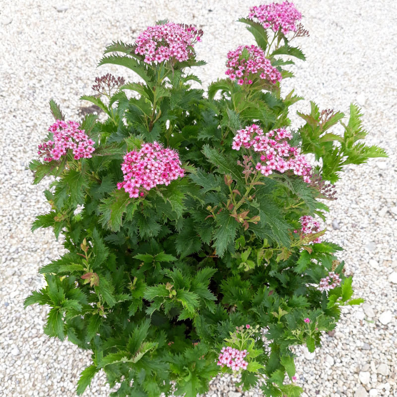 spiraea-crispa.jpg