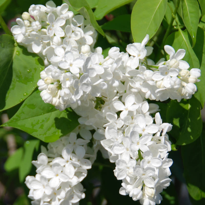 syringa-bianca.jpg