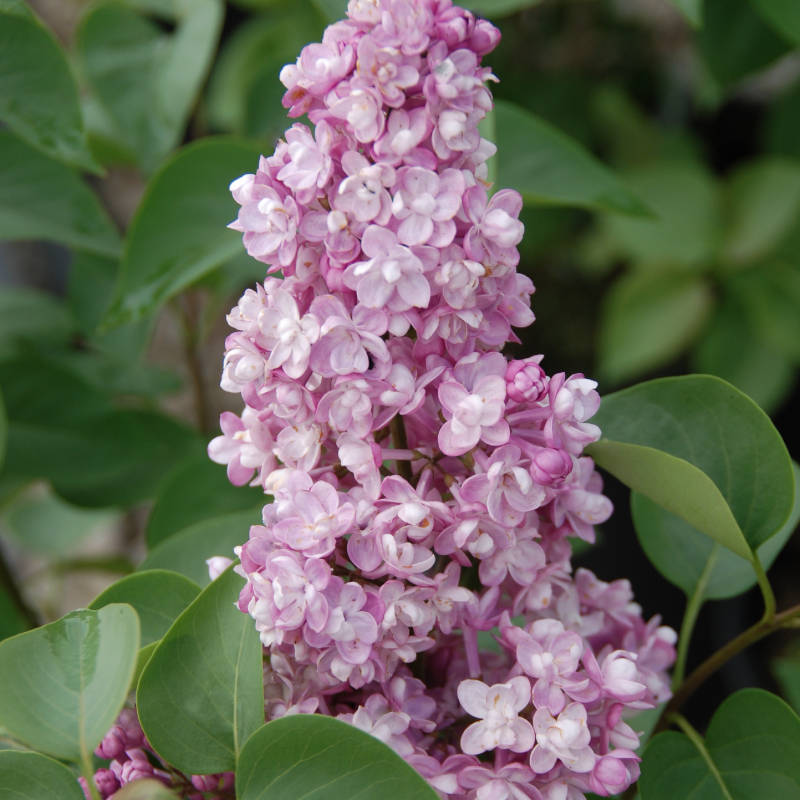 syringa-rosa.jpg