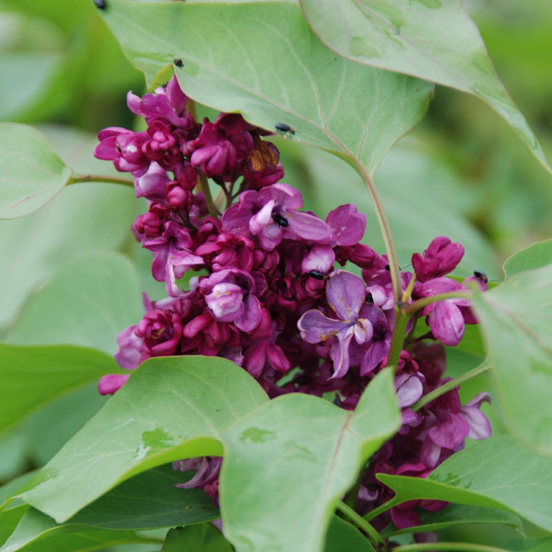 syringa-viola.jpg