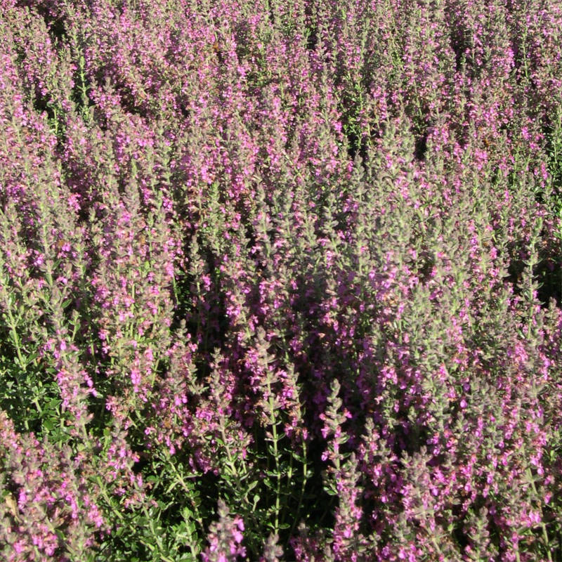 teucrium-chamaedrys.jpg