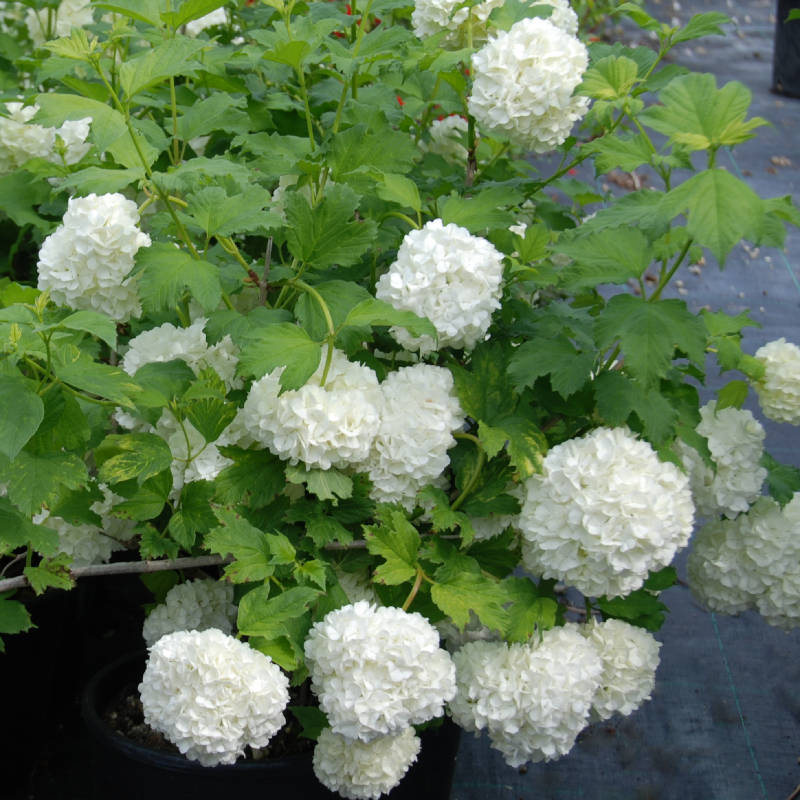 viburnum-opulus.jpg