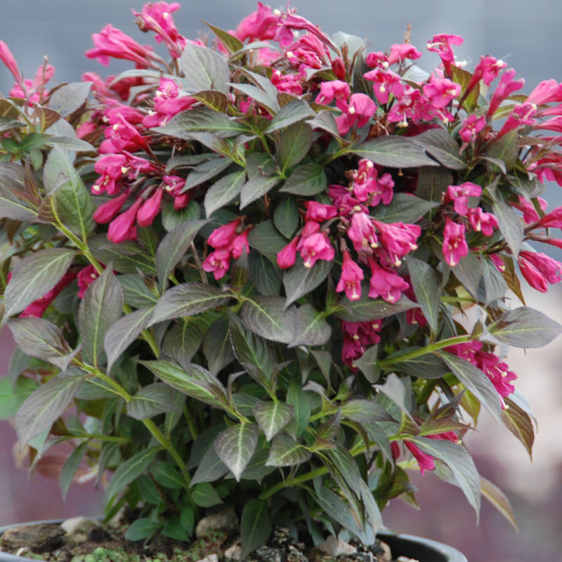 weigela-nana-purpurea-1.jpg