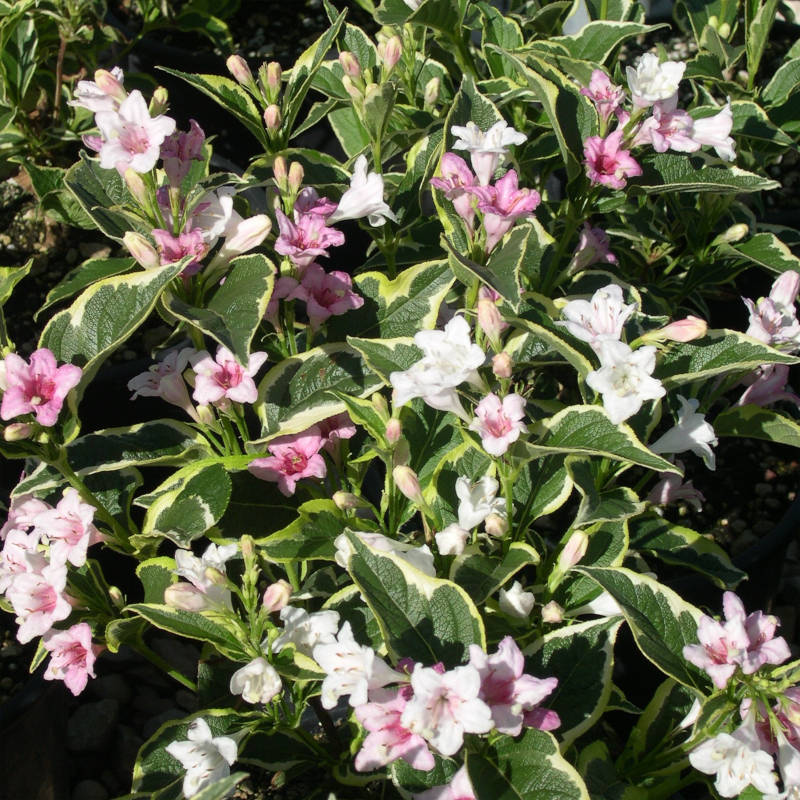 weigela-nana-purpurea.jpg