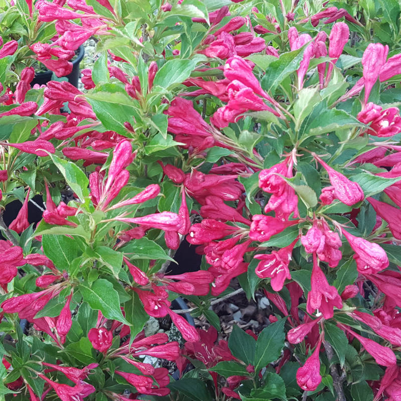 weigela-red-prince.jpg